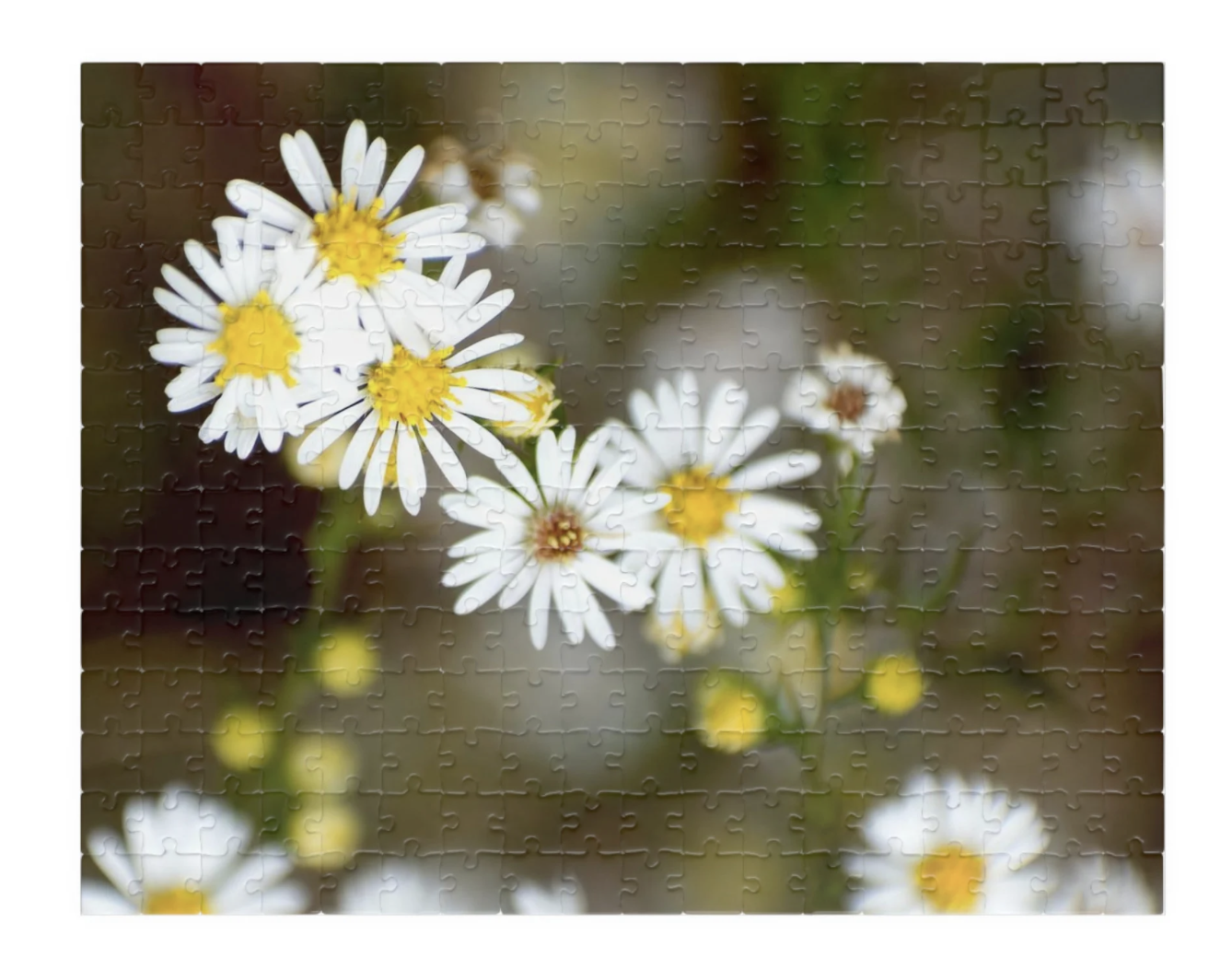 daisy flower photo puzzle small pieces